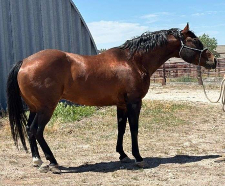 HorseID: 2315960 MC ELITE DRY JAMES - PhotoID: 1102272