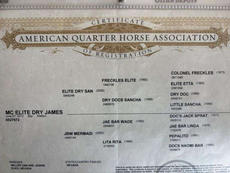 HorseID: 2315960 MC ELITE DRY JAMES - PhotoID: 1102273