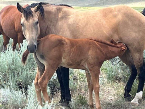 HorseID: 2315962 MC PEPROOT OPAL - PhotoID: 1102274
