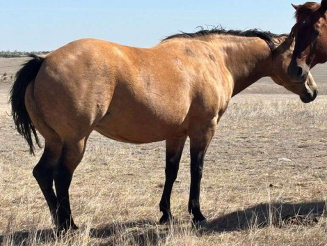 HorseID: 2315962 MC PEPROOT OPAL - PhotoID: 1102275