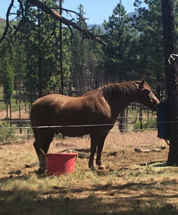 HorseID: 2315963 Buddy - PhotoID: 1102336