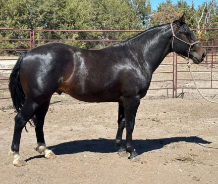HorseID: 2315965 MC COLD CASH - PhotoID: 1102279