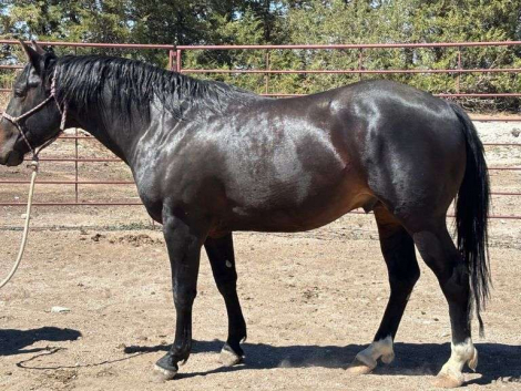 HorseID: 2315965 MC COLD CASH - PhotoID: 1102280