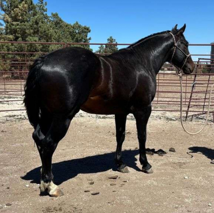 HorseID: 2315965 MC COLD CASH - PhotoID: 1102281