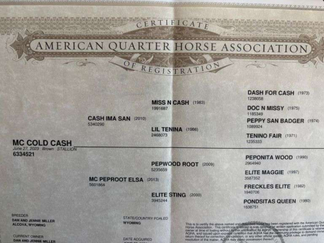 HorseID: 2315965 MC COLD CASH - PhotoID: 1102282