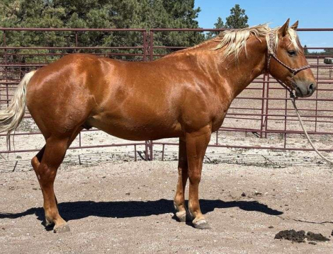 HorseID: 2315966 MC EASYMONEY FLO - PhotoID: 1102284