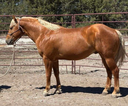 HorseID: 2315966 MC EASYMONEY FLO - PhotoID: 1102285