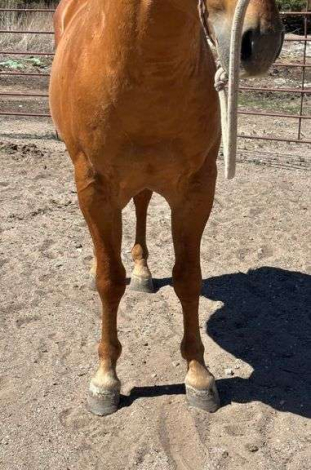 HorseID: 2315966 MC EASYMONEY FLO - PhotoID: 1102286