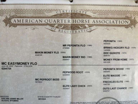 HorseID: 2315966 MC EASYMONEY FLO - PhotoID: 1102287