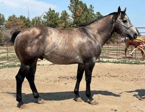 HorseID: 2315967 MC PLAYGUN GUS - PhotoID: 1102289