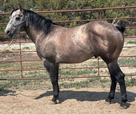 HorseID: 2315967 MC PLAYGUN GUS - PhotoID: 1102290