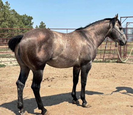 HorseID: 2315967 MC PLAYGUN GUS - PhotoID: 1102291