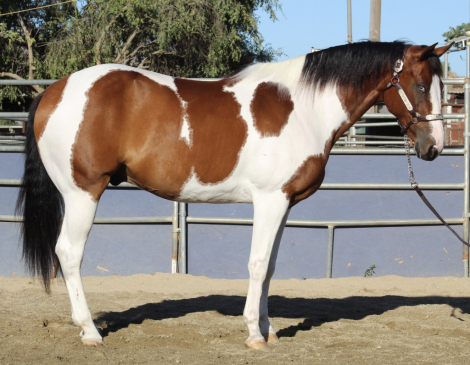 HorseID: 2315968 Bob - PhotoID: 1102294