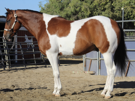 HorseID: 2315968 Bob - PhotoID: 1102295