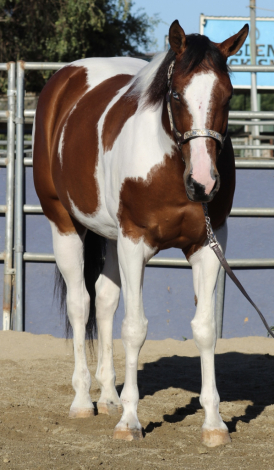 HorseID: 2315968 Bob - PhotoID: 1102296