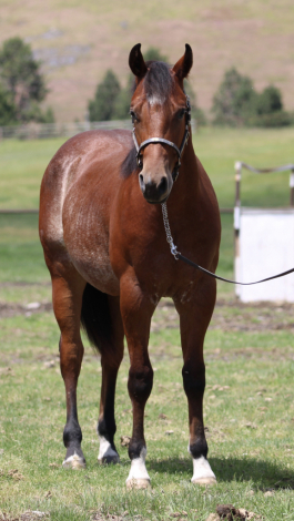 HorseID: 2315978 MJC METALLIC CHROME - PhotoID: 1102299