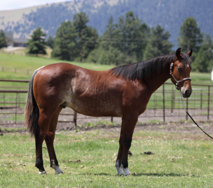 HorseID: 2315978 MJC METALLIC CHROME - PhotoID: 1102300