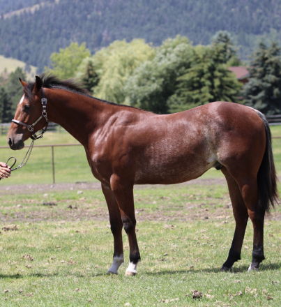HorseID: 2315978 MJC METALLIC CHROME - PhotoID: 1102301