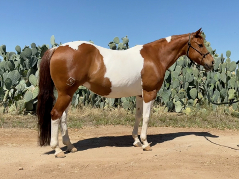 HorseID: 2315979 DSR MARYS KISSES - PhotoID: 1102247