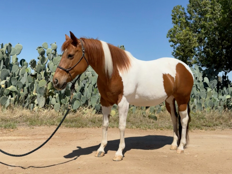 HorseID: 2315979 DSR MARYS KISSES - PhotoID: 1102249