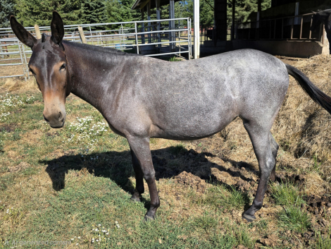 HorseID: 2315982 May - PhotoID: 1102640