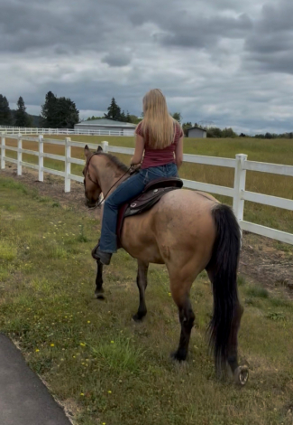 HorseID: 2315990 Sensation Fox Coup - PhotoID: 1102312