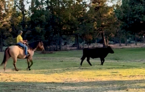 HorseID: 2315990 Sensation Fox Coup - PhotoID: 1102313