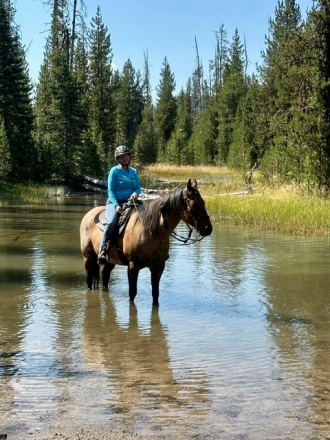 HorseID: 2315990 Sensation Fox Coup - PhotoID: 1102314
