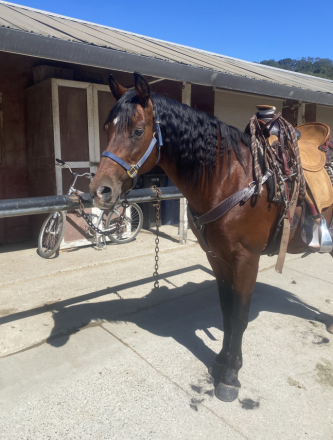 HorseID: 2315991 Bear - PhotoID: 1102315
