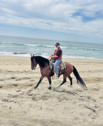 HorseID: 2315991 Bear - PhotoID: 1102316