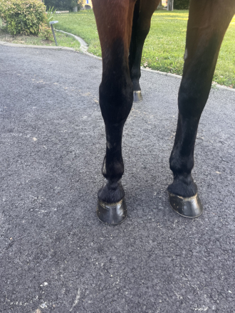 HorseID: 2315991 Bear - PhotoID: 1102317