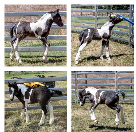 HorseID: 2315995 Renaissance High Voltage - PhotoID: 1102342