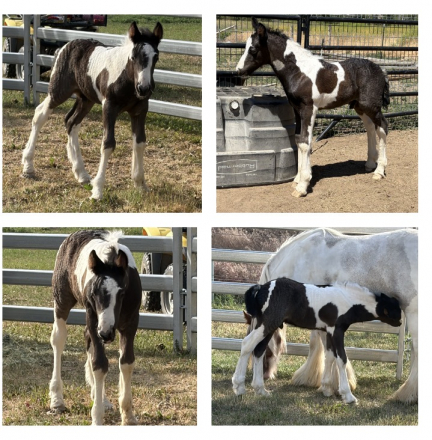 HorseID: 2315995 Renaissance High Voltage - PhotoID: 1102343