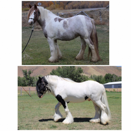 HorseID: 2315995 Renaissance High Voltage - PhotoID: 1102344