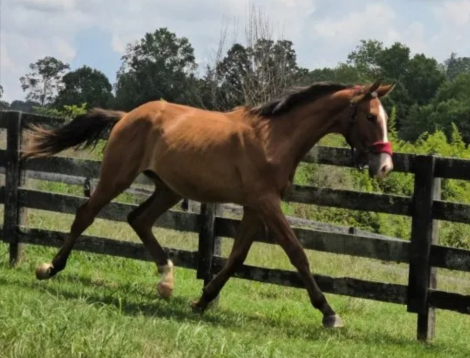 HorseID: 2315996 Popstar - PhotoID: 1102321