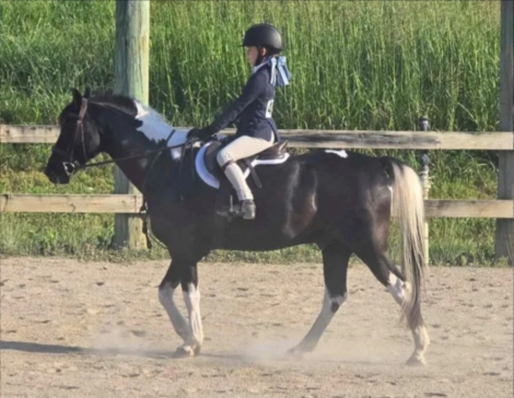 HorseID: 2315997 A Tad Bit Bad - PhotoID: 1102345