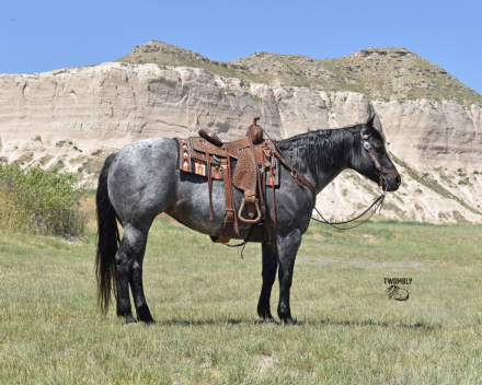 HorseID: 2316000 Lenas Pistol Annie - PhotoID: 1102346