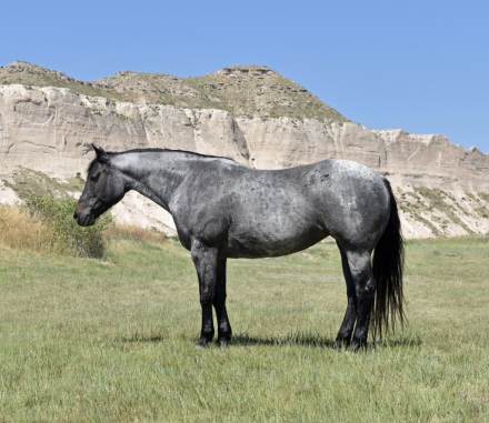 HorseID: 2316000 Lenas Pistol Annie - PhotoID: 1102347