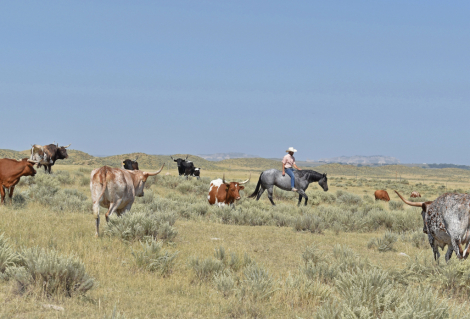 HorseID: 2316000 Lenas Pistol Annie - PhotoID: 1102348