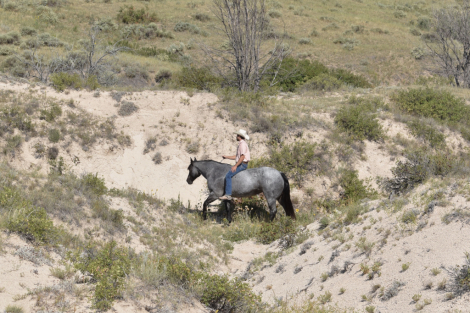 HorseID: 2316000 Lenas Pistol Annie - PhotoID: 1102349