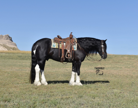 HorseID: 2316001 Helix - PhotoID: 1102351