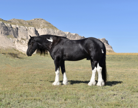 HorseID: 2316001 Helix - PhotoID: 1102352