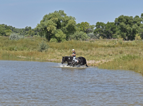 HorseID: 2316001 Helix - PhotoID: 1102353