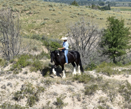 HorseID: 2316001 Helix - PhotoID: 1102354