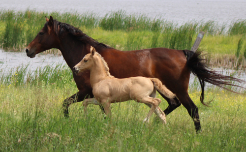 HorseID: 2316003 NSS SunSkist - PhotoID: 1102473