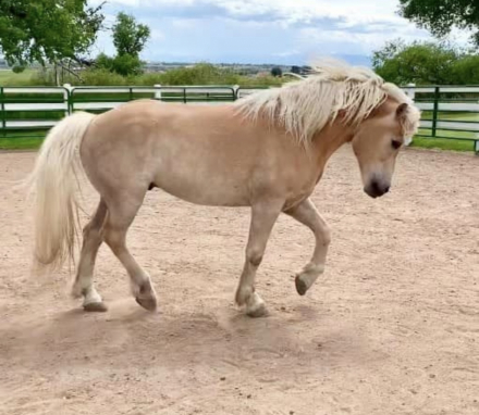 HorseID: 2316005 Major Maxwell HS-T - PhotoID: 1102356