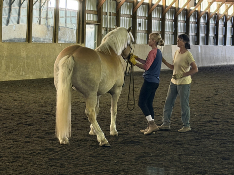 HorseID: 2316005 Major Maxwell HS-T - PhotoID: 1102357
