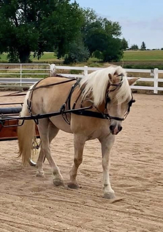 HorseID: 2316005 Major Maxwell HS-T - PhotoID: 1102358