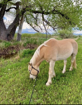 HorseID: 2316005 Major Maxwell HS-T - PhotoID: 1102359