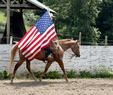 HorseID: 2316006 SHR Kitty Kat - PhotoID: 1102327